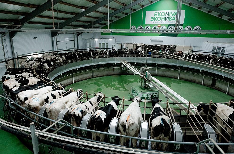 Фото В гости к буренкам: рассказываем про увлекательный маршрут для тех, кто хочет знать все о настоящем молоке 6 - Сиб.ФМ Фото В гости к буренкам: рассказываем про увлекательный маршрут для тех, кто хочет знать все о настоящем молоке 6